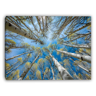 Aspen Trees Skyward View Nature Photography Wrapped Canvas Wall Art