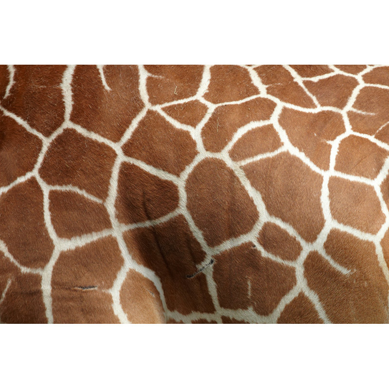 Giraffe Pattern by Bikec - Wrapped Canvas Print, 51cm H x 76cm W