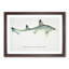 Illustration of a Smooth-hound Shark by F.E. Clarke - Picture Frame Painting Print-55579723-55579722