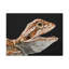 «Dragon barbu souriant», reproduction d'art animalier-365244374