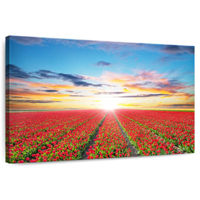 Harnek Tulip Field Sunshine