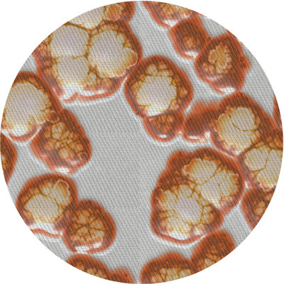 Indoor Rug