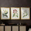 Antique Botanical Collection X - reproduction sur mesure encadrée de qualité supérieure - 3 pièces-1497497578-1497497577