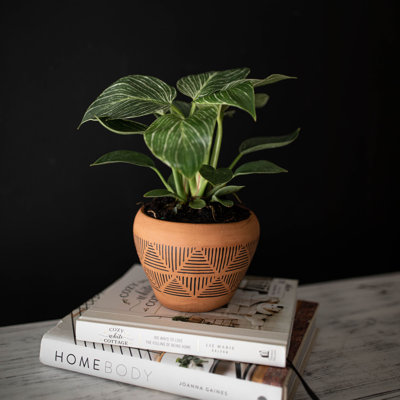 Pot Planter
