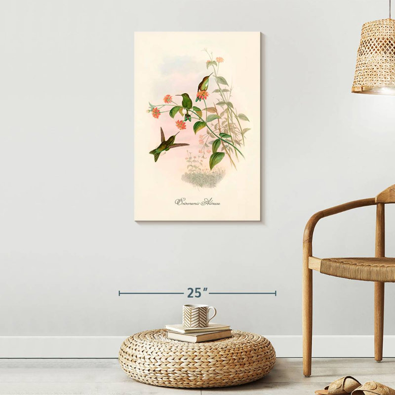 Eriocnemis Aline, 30" H x 20" W