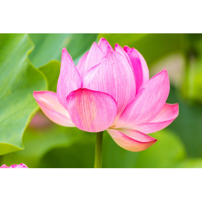 The Lotus Flower - Wrapped Canvas Print