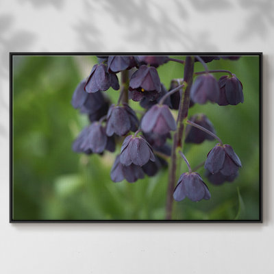" Aubergine "