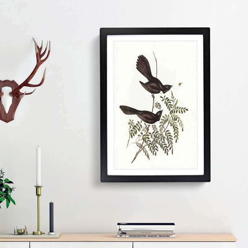 Black Fantailed Flycatcher Birds by Elizabeth Gould - Picture Frame Art Print, Black Framed, 36cm H x 27cm W x 2cm D