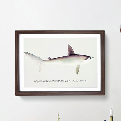 Illustration of a Hammerhead Shark by F.E. Clarke - Picture Frame Painting Print