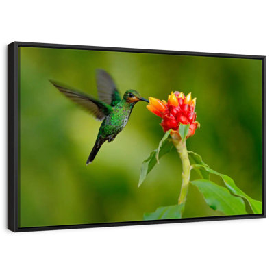 Fleur et colibri vert