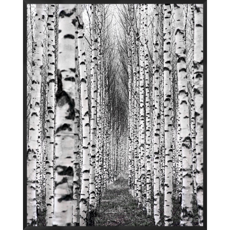 Birch Pathway Framed Print