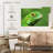 Green Lizard Closeup-1099450971