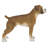 Boxer Dog Standing