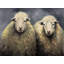 Wool Sheeps Print On Canvas-98694242
