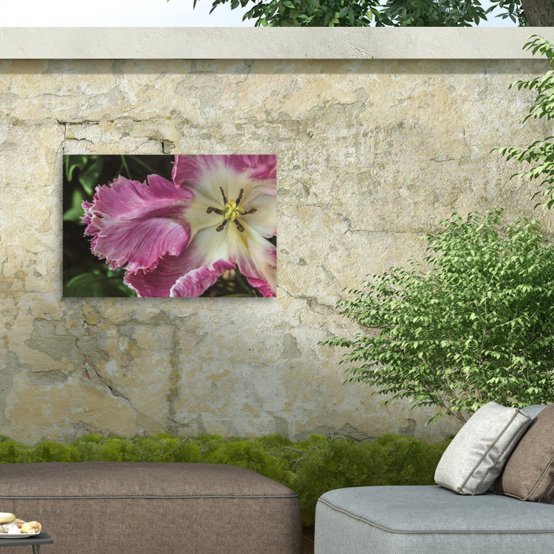 Kurt Shaffer Exotic Frilly Pink Tulip Outdoor  Canvas, H 12 po x l 19 po