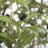 Faux Olive Tree in Plastic Planter-1440091847