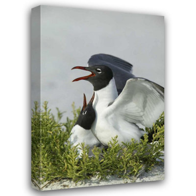Red Barrel Studio® Morris, Arthur Gallery Wrapped Canvas Art: Florida, Egmont Key SP Laughing gulls mating