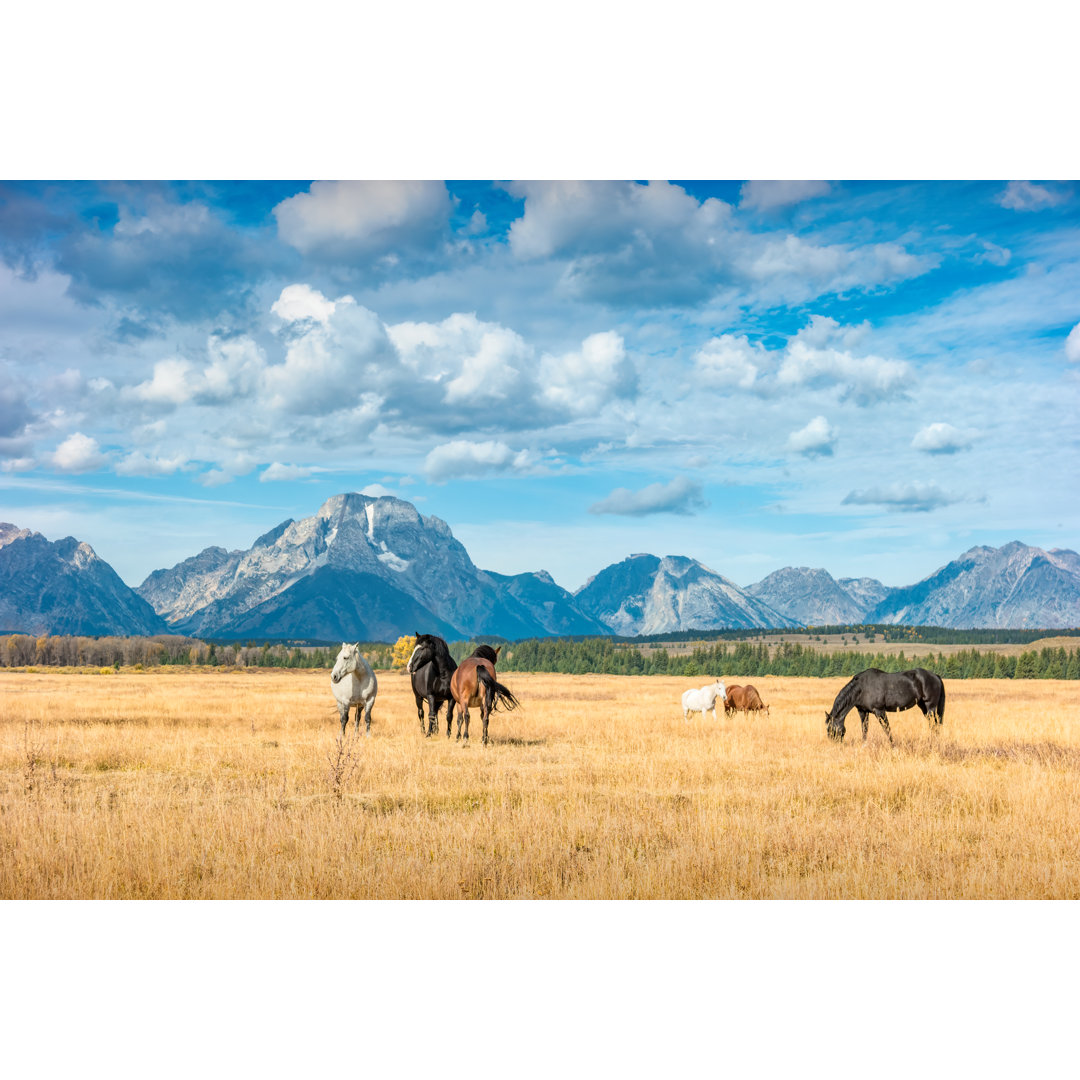 Pferde Wyoming von Benedek - Druck ohne Rahmen auf Leinwand