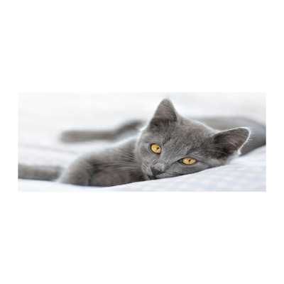 Gray Cat - No Frame Print
