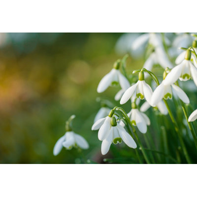 Snowdrop Flowers - Wrapped Canvas Photograph
