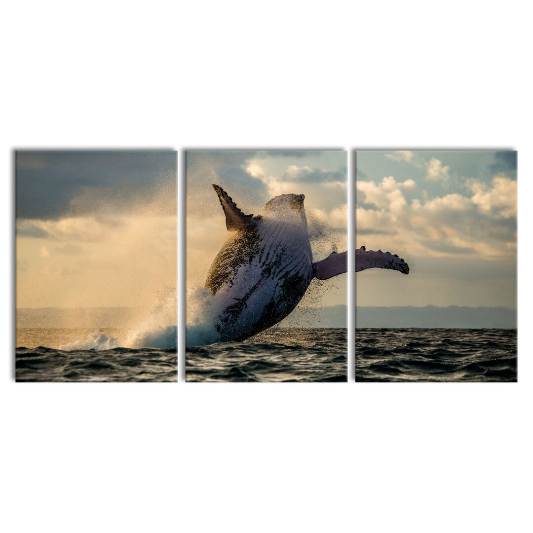 3-tlg. Leinwandbilder-Set Canadian Humpback Whale