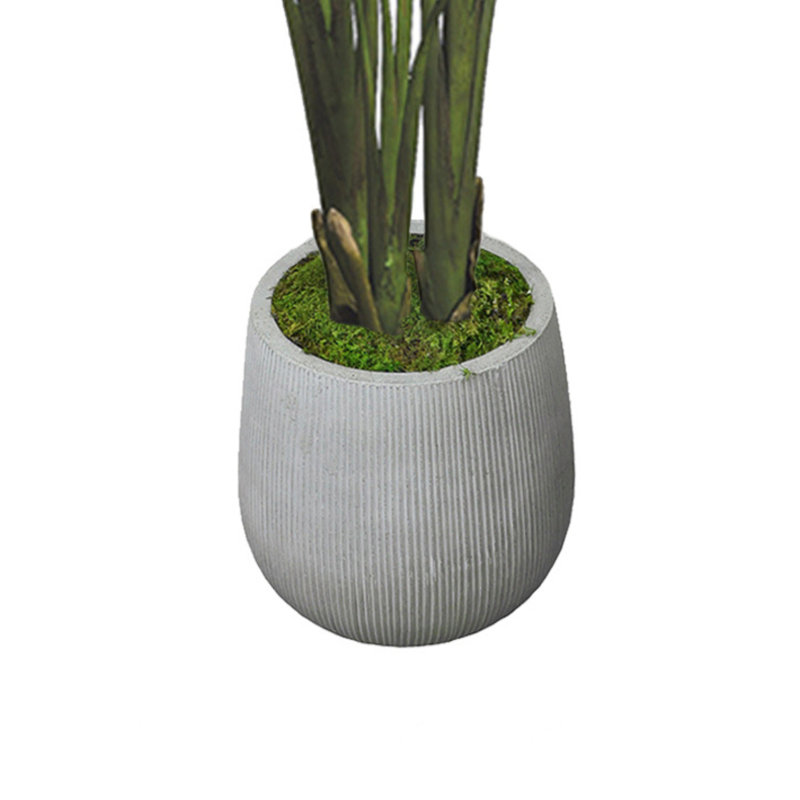 Bird of Paradise in Fiberstone Planter