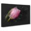 Pale Pink Tulip - Wrapped Canvas-56642018