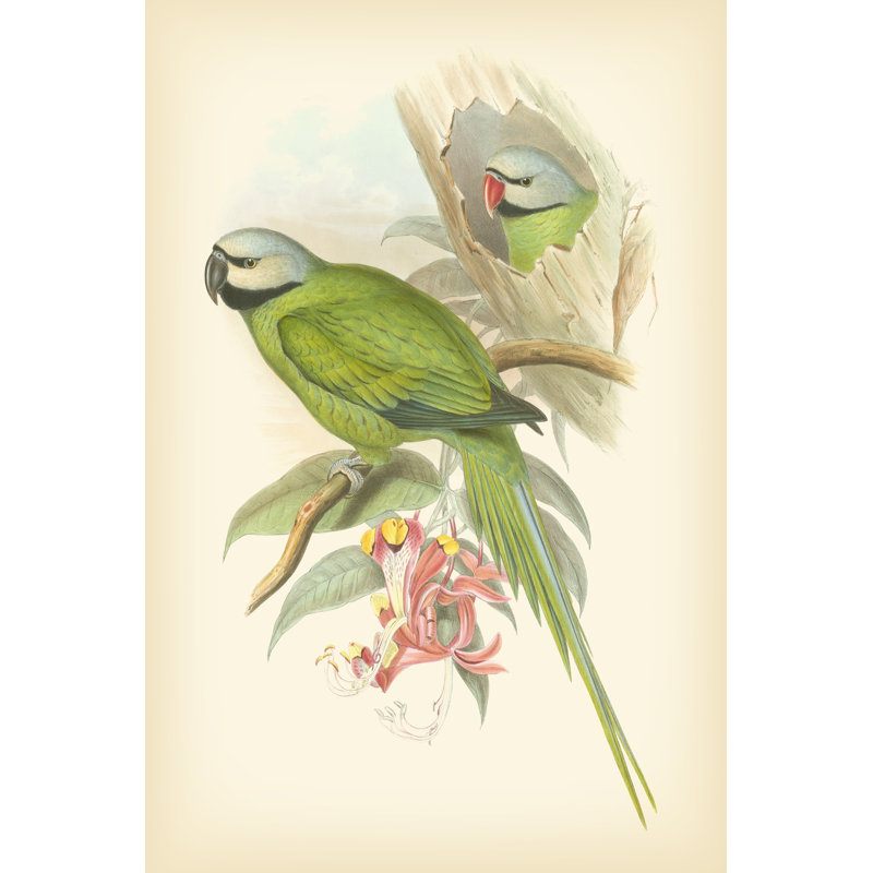 Gould Birds Of The Tropics II - Wrapped Canvas Print, 46cm H x 30cm W