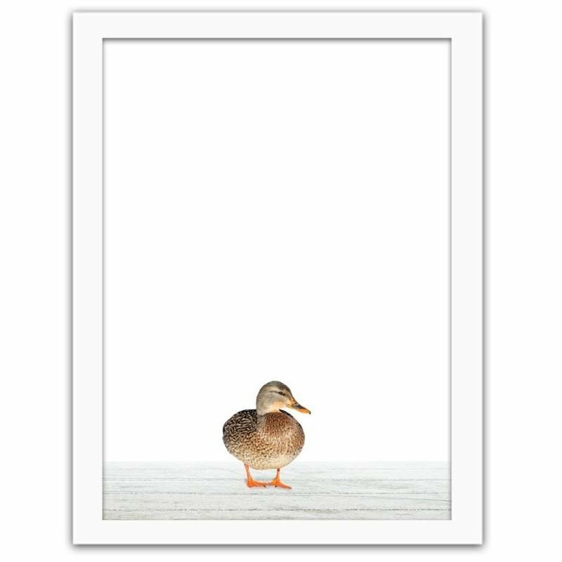 Gerahmtes Poster Mallard Duck