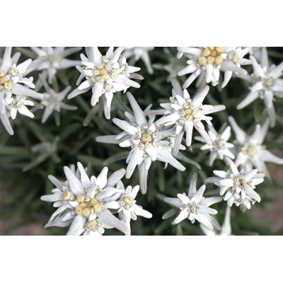 Rare Flower Edelweiss par Aloha_17