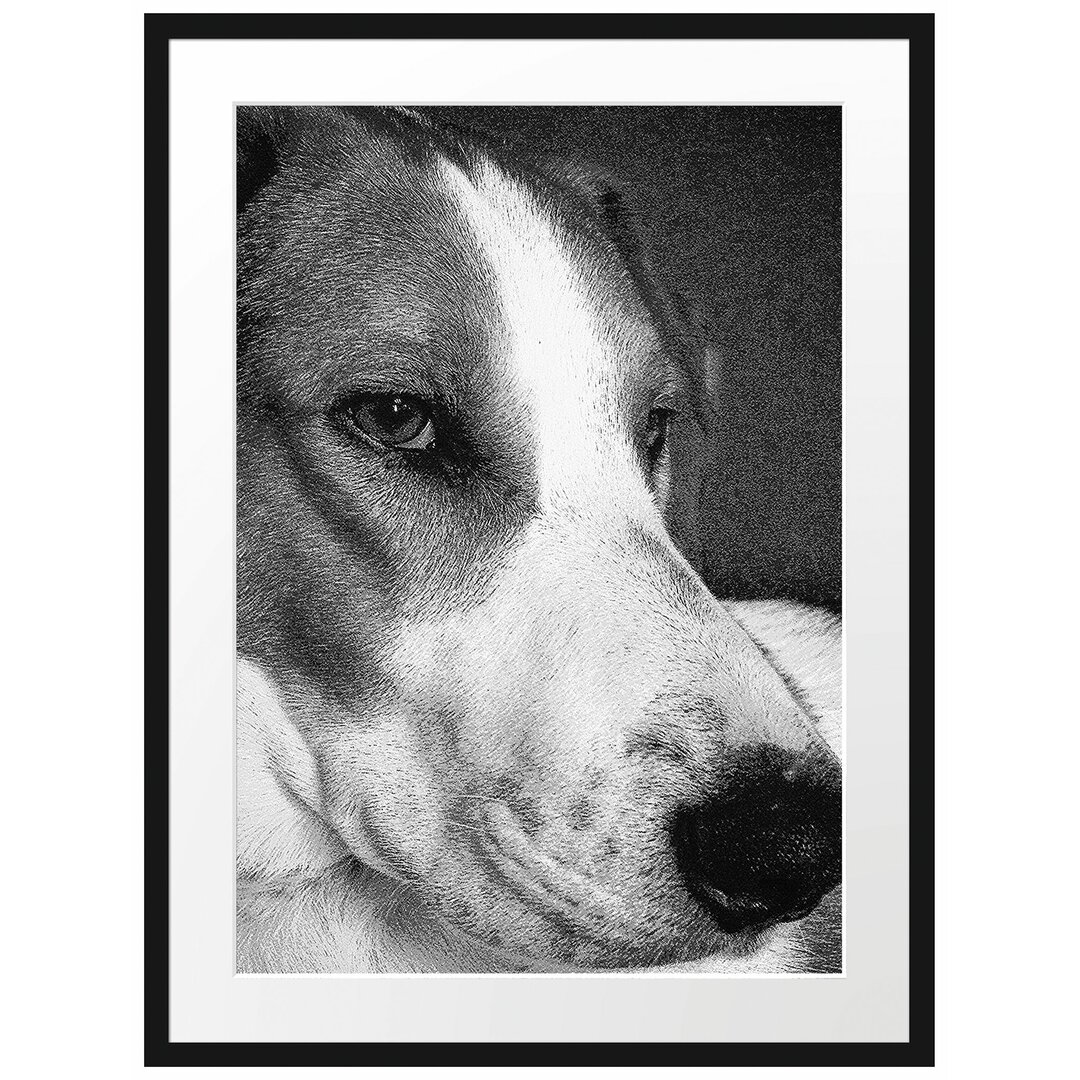 Gerahmtes Poster Jack Russel Terrier ruht sich aus