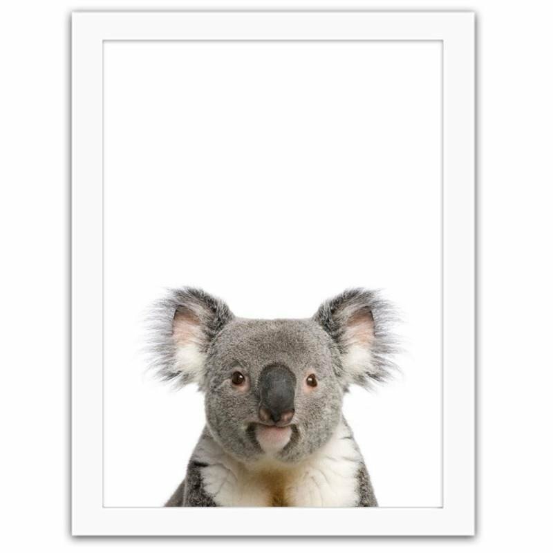 Gerahmtes Poster Koala