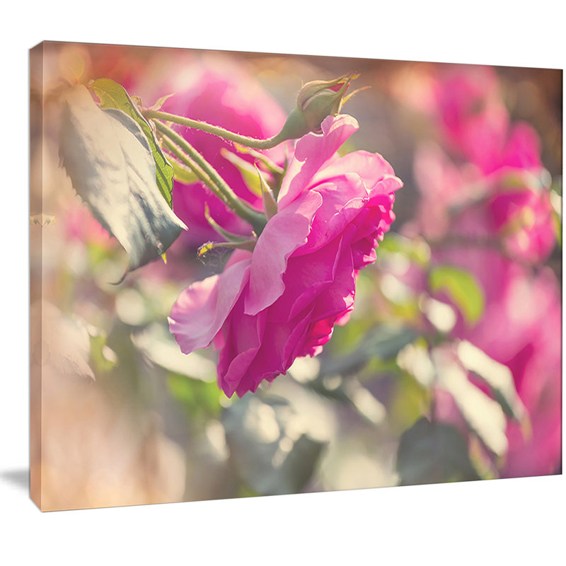 « magnifique rose rose rose », reproduction de photo sur toile tendue, H 30 po x l 40 po