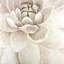 Délicat chrysanthème - reproduction botanique encadrée-195304953-195304952