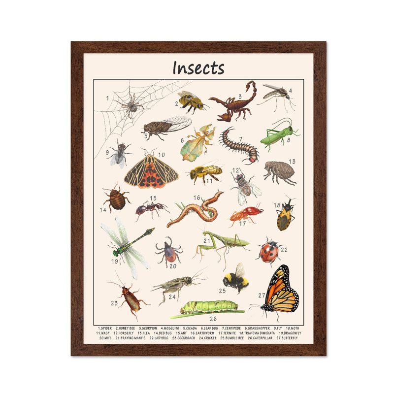 Insects, Poster, 24"H x 32"W, Brown Framed