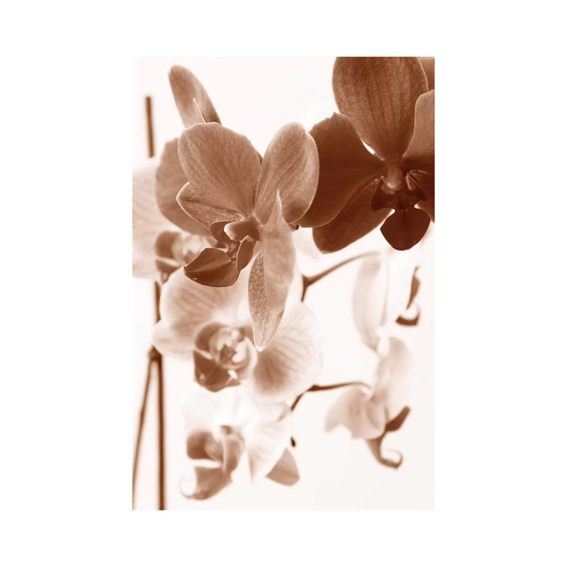 Dreamy Orchids I by Ily Szilagyi - Wrapped Canvas Print, 66.04 cm H x 45.72 cm W x 3.175 cm D