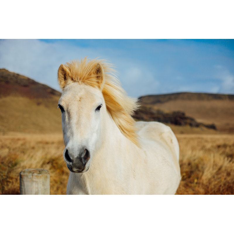 Icelandic Horse by Agrobacter - Wrapped Canvas Print, 61cm H x 91cm W