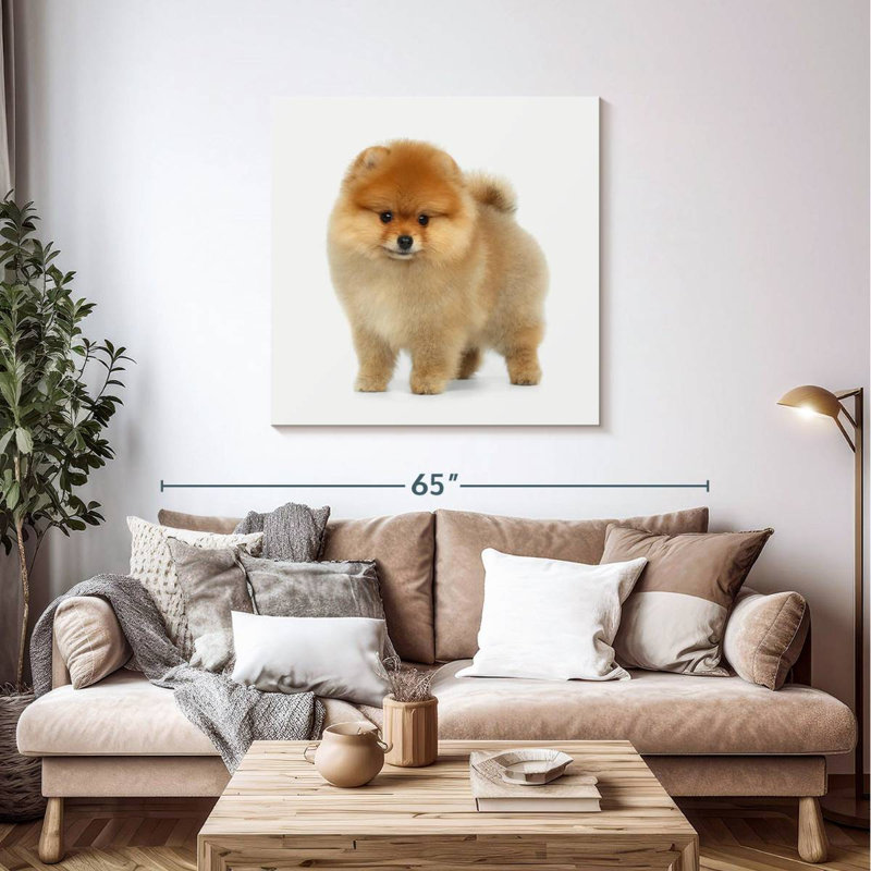 Spitz poméranien miniature Arney, H 39 po x l 39 po