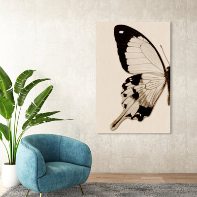 " Animals Sepia Butterfly I Insects "