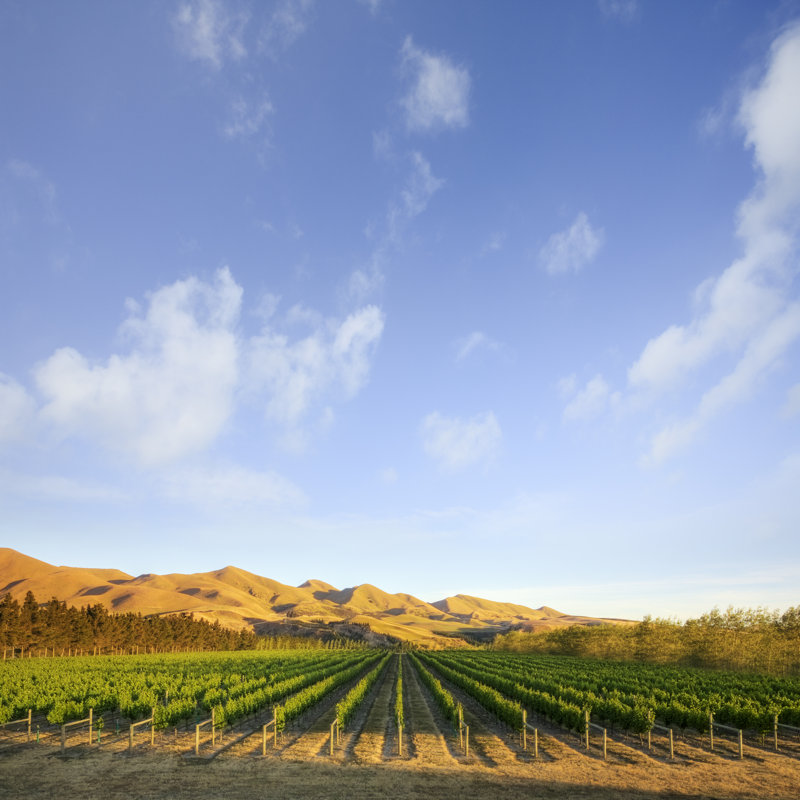 Vineyard In Canterbury - Wrapped Canvas Print, 30cm H x 30cm W