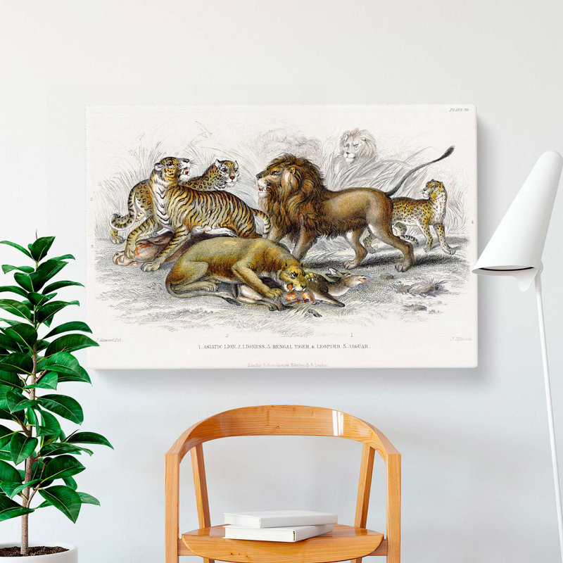 Lion, Tiger, Leopard & Jaguar by Oliver Goldsmith - Wrapped Canvas Print, 35cm H x 50cm W x 3cm D