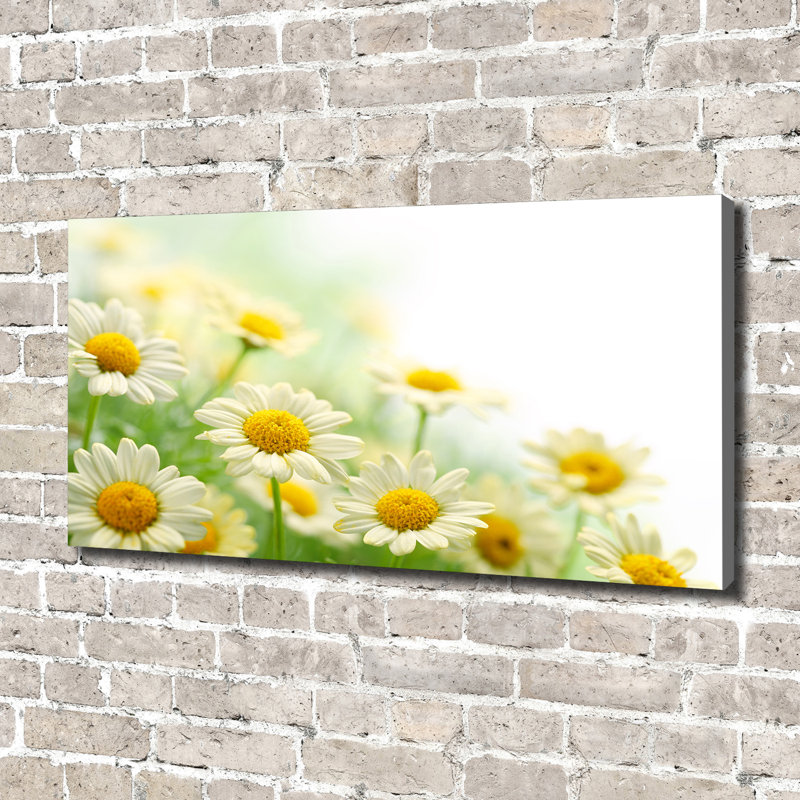 Daisies - Wrapped Canvas Print