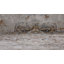 Tapis ivoire Alamo-1106181152