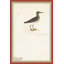 18th Century Bird Re-Strikes III Painting