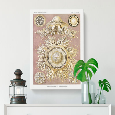 Discomedusae Jellyfish Vol.2 by Ernst Haeckel - Wrapped Canvas