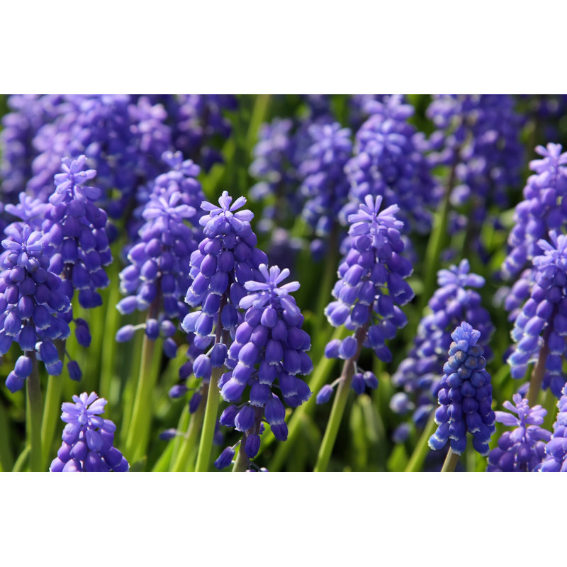 Elacqua " Bluebells " by Sborisov, 12" W x 8" H