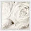 Creamy White Roses - Single Picture Frame Painting-1967875617