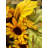 Faux Sunflower Polyester 20'' Wreath