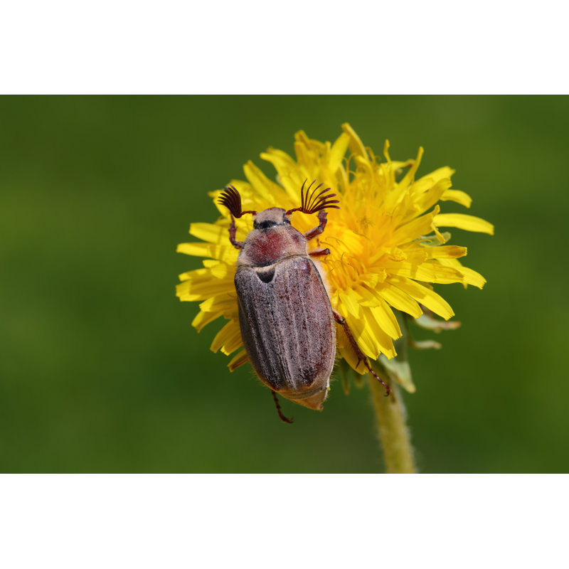 May Bug par Viktor_Kitaykin, H 8 po x l 12 po