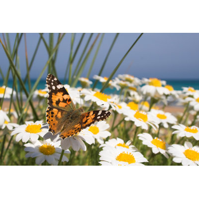 Butterfly Paradise by Fred-D - Wrapped Canvas Print